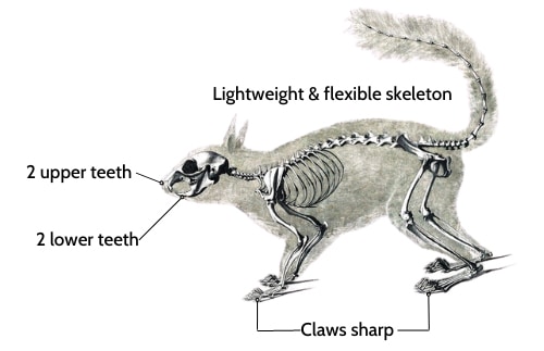 anatomy-of-a-squirrel