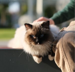 are-ragdoll-cats-related-to-siamese