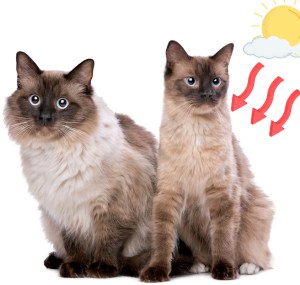 cat-breeds-similar-to-siamese