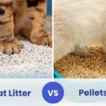 cat litter vs pellets