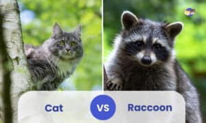 cat vs raccoon who would win