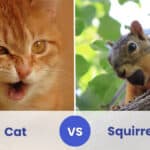 cat vs squirrel who would win
