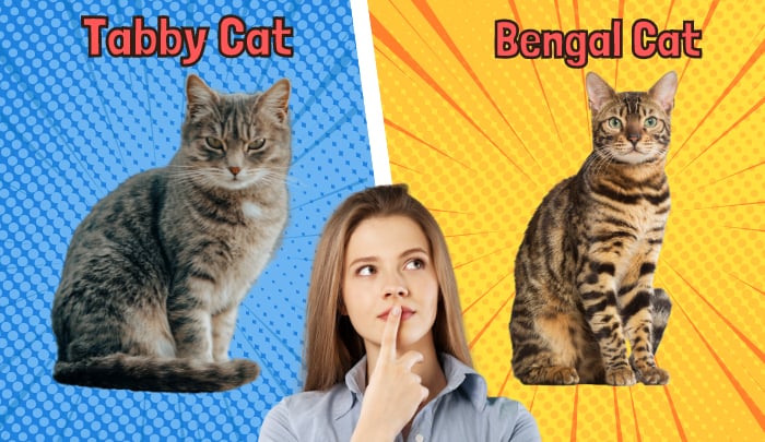 choose-bengal-cat-or-tabby-cat