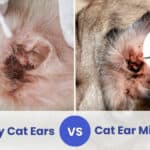 dirty cat ears vs ear mites