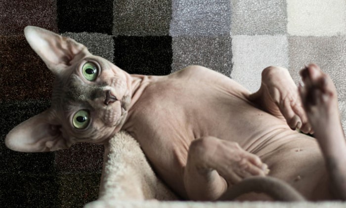 donskoy-hairless-cats