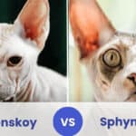 donskoy vs sphynx cat
