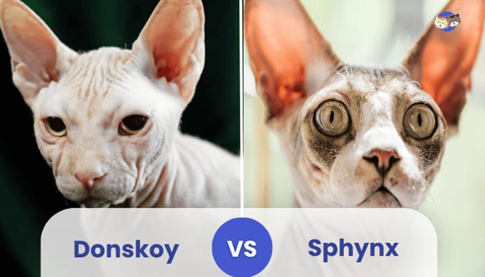 donskoy vs sphynx cat