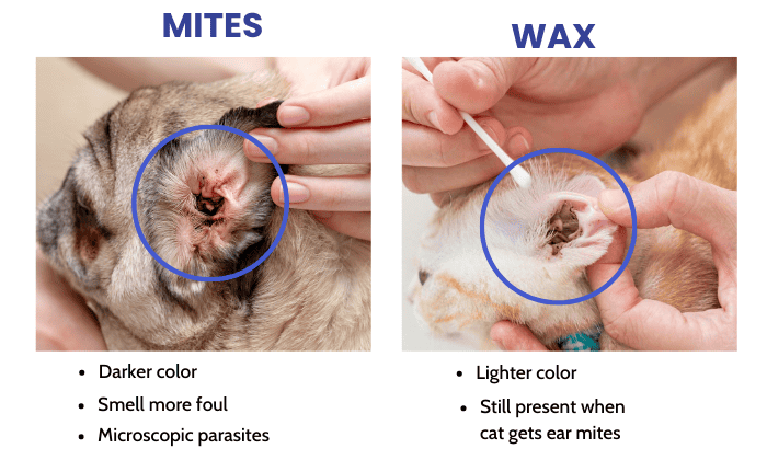 ear-mites-vs-ear-wax-in-cats