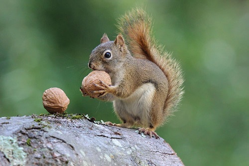 eating-habits-of-squirrels