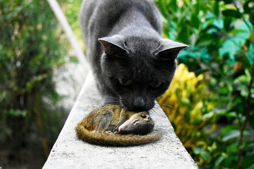 feline’s-hunting-and-eating-habits