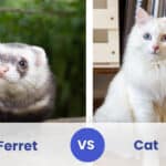 ferret vs cat