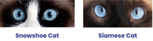 snowshoe-vs-siamese-cat-eyes