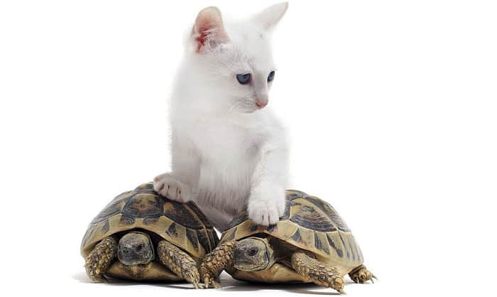 kitten-and-tortoise