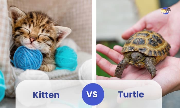 kitten vs turtle