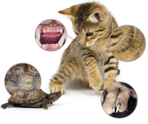 kitty-and-turtle