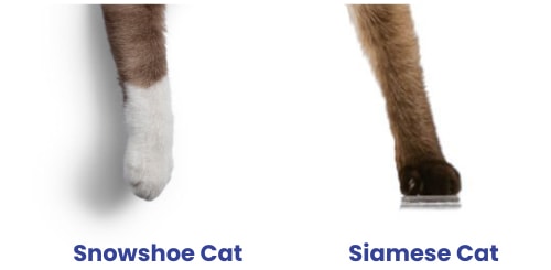 snowshoe-vs-siamese-cat-appearance