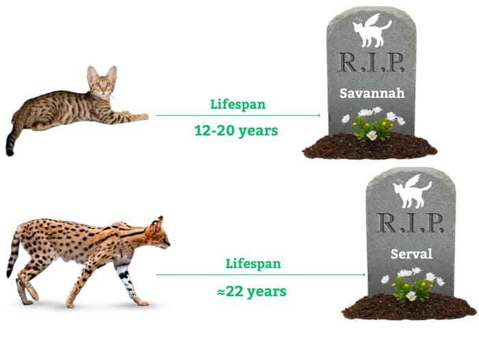 serval-vs-savannah-cat-lifespan