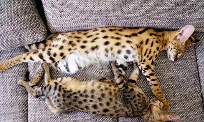 serval-savannah-cat