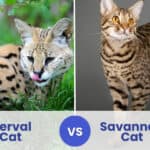 serval vs savannah cat