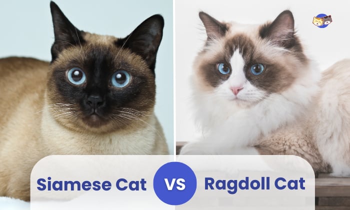 siamese vs ragdoll cat