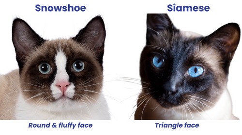 snowshoe-and-siamese-mix