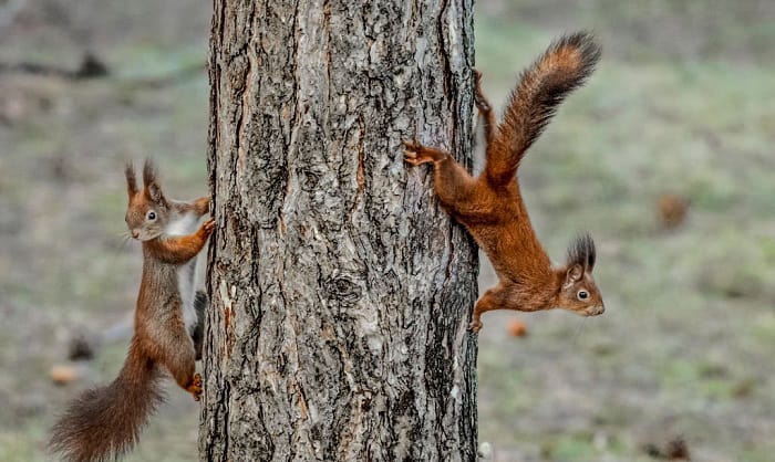 strengths-and-weaknesses-of-a-squirrel