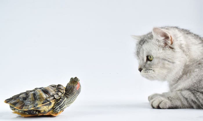 turtle-and-cat