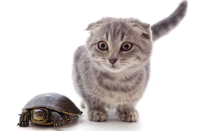 turtle-vs-kitten