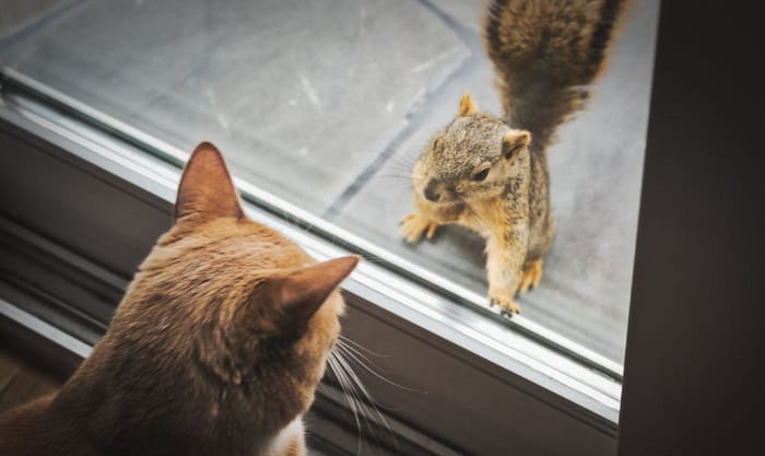 ways-to-stop-cats-and-squirrels-from-fighting