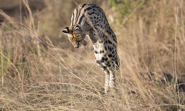 serval-full-grown