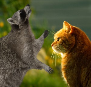 will-a-raccoon-kill-a-cat
