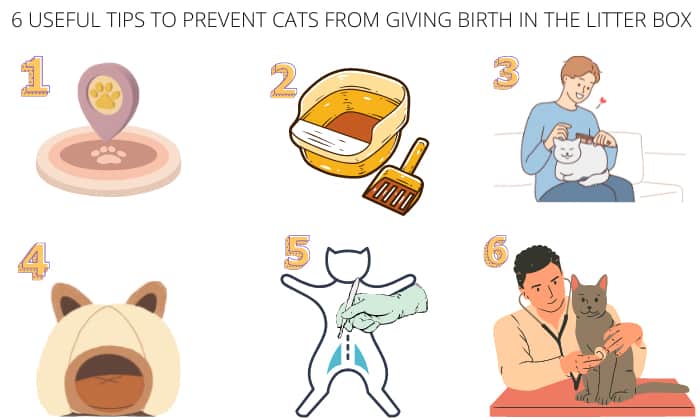 6-useful-tips-to-prevent-cats-from-giving-birth-in-the-litter-box