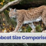 Bobcat-Size-Comparison