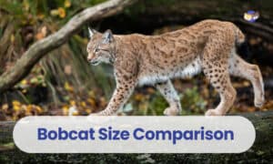Bobcat Size Comparison From Kitten To Adult - aeznlob
