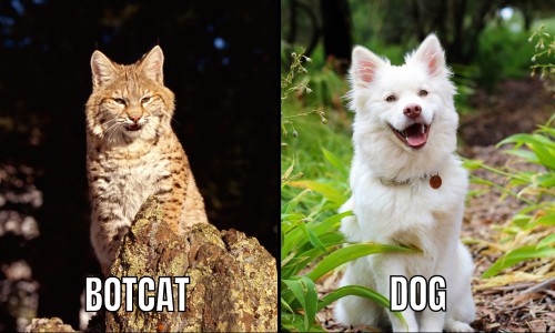 Bobcat-Size-vs-dog