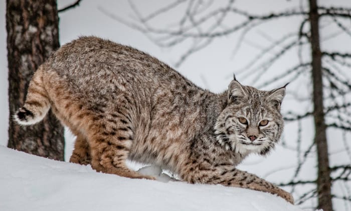 Bobcat-in-Lynx-genus