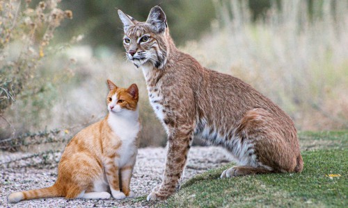 Bobcats-and-cat