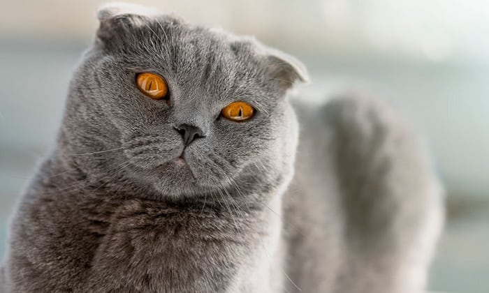 British-Shorthair-Cat-Breed