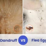 Cat Dandruff vs Flea Eggs