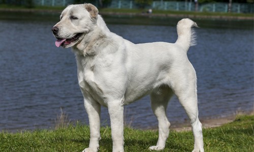 Central-Asian-Shepherd-Dog