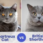 Chartreux Cat vs British Shorthair