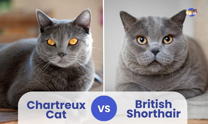 Chartreux Cat vs British Shorthair