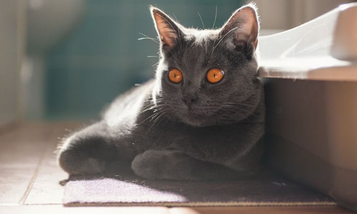 Chartreux-Cat