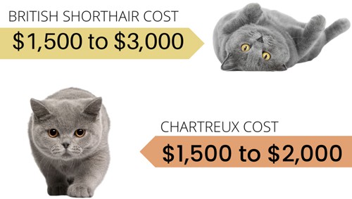 Chartreux-cost-and-British-Shorthair-cost
