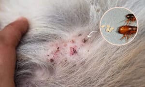 Picture of Cat Dandruff vs Flea Eggs: Identifying and Treating
