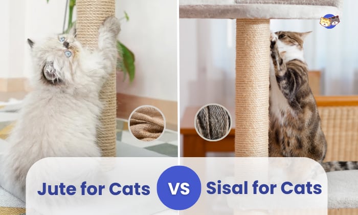 Jute vs Sisal for Cats