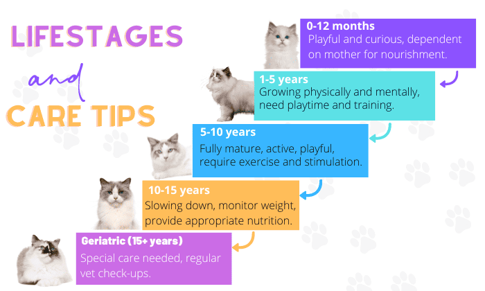 Life-Stages-of-Ragdoll-Cats-and-Care-Tips