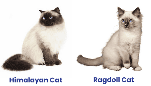 Physical-Characteristics-of-ragdoll-vs-himalayan