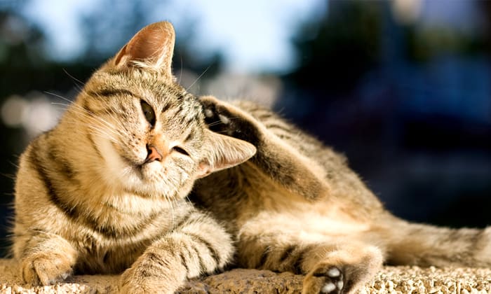 Preventing-dandruff-and-flea-eggs-for-cats