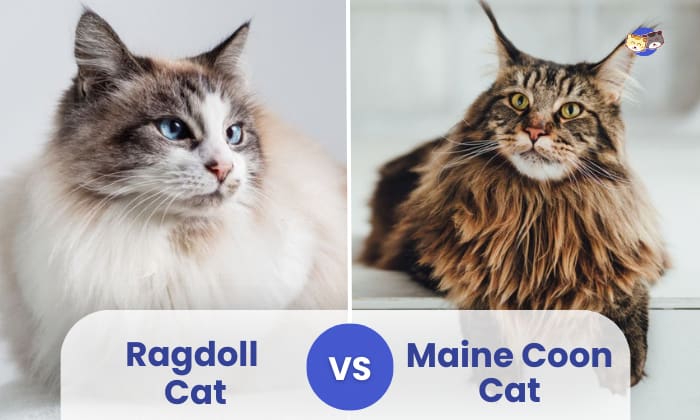 Ragdoll Cat Vs Maine Coon Cat